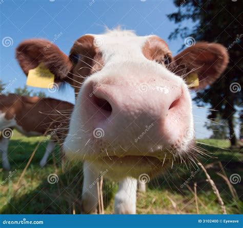 Cow Kiss Stock Photo Image Of Brown Close Meadow Pink 3102400