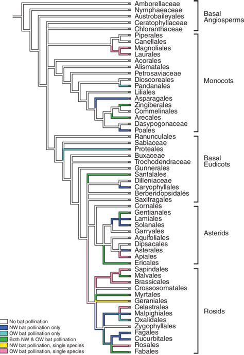 Cladogram Showing The Evolutionary Relationships Of Orders Of