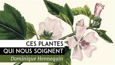 Ces Plantes Qui Nous Soignent Documentaire De Dominique Hennequin