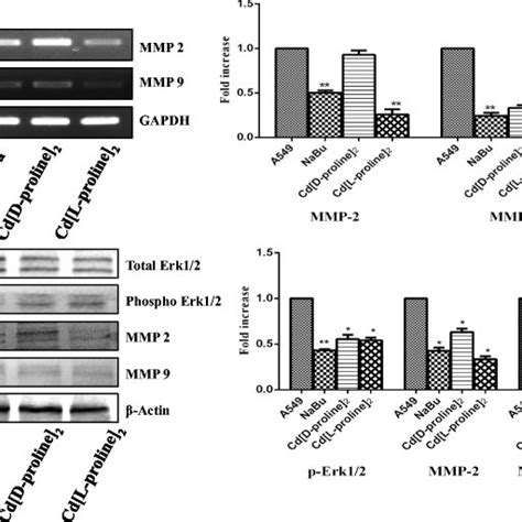 I Effects Of Cd D Proline And Cd L Proline On Mmp And Mmp