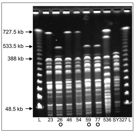 Analysis Of The Genomic Restriction Pattern Of Different Recipient