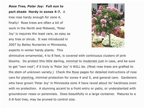 Pin By Sue Miller On Small Front Yard Tree Ideas Trees For Front Yard