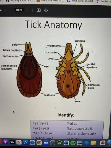 Entomology Ticks Flashcards Quizlet