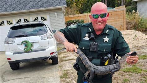 Deputies Capture Alligator At Santa Rosa County Home