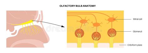 Cribriform Plate Stock Illustrations – 13 Cribriform Plate Stock ...