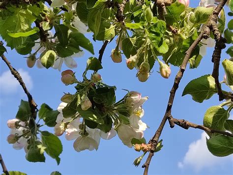 Apple Flower Flowering Free Photo On Pixabay Pixabay