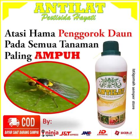 Obat Hama Penggorok Daun Antilat Pestisida Nabati Paling Ampuh