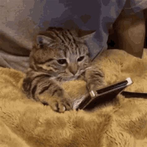 Cats Got The Remote S Get The Best  On Giphy