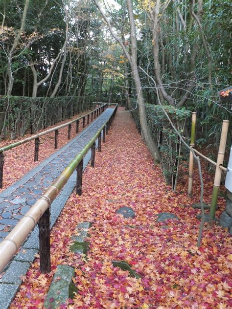 Let's Know Japan: Viewing autumn leaves in Kyoto