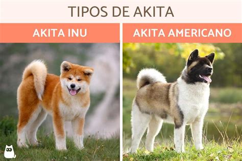 Akita Que Saber