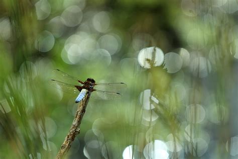 Aquatic insects - Royal Entomological Society