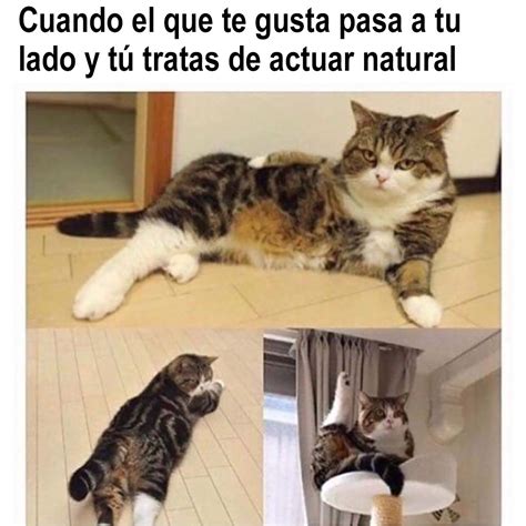 Top 24 Memes Divertidos Gatos Meme Gato Memes De Animales Divertidos