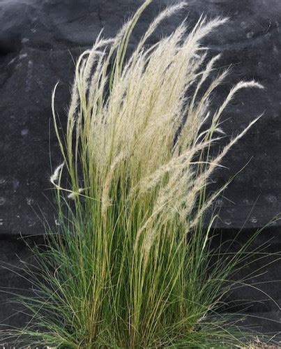 STIPA ICHU Grassland Growers