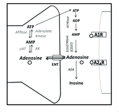 Adenosine Synthesis And Metabolism ADA Adenosine Deaminase AK