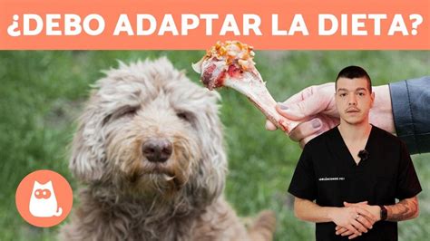 La Mejor Guía De La Dieta Barf Para Perros Ancianos Cómo Mejorar Su