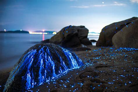 Bioluminescence Waves Stock Photos, Pictures & Royalty-Free Images - iStock