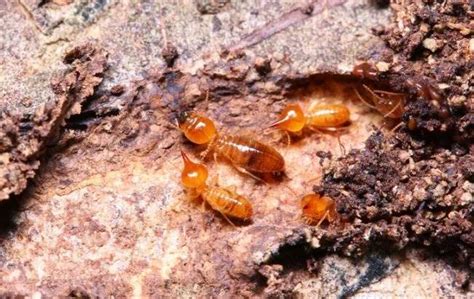 Fort Lauderdale Fl Florida Dampwood Termite Control Florida Pest Control Company