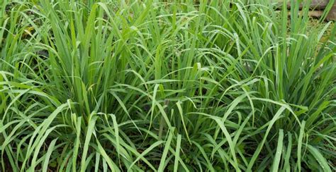 What is Lemongrass? How to Plant, Grow, and Harvest Lemongrass - Gardeners' Magazine