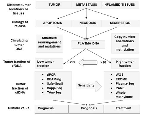 Circulating Tumor Dna In Blood Future Genomic Biomarkers For Cancer