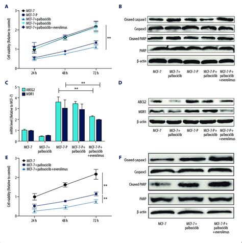 Everolimus Attenuated And Enhanced Palbociclib Sensitivity Of MCF 7