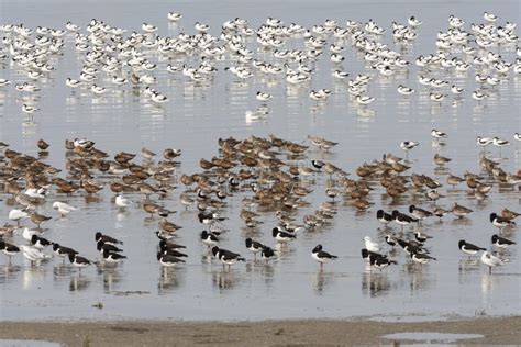 Vogels in Waddenzee, Birds at Wadden Sea Stock Photo - Image of landschap, wader: 129046496