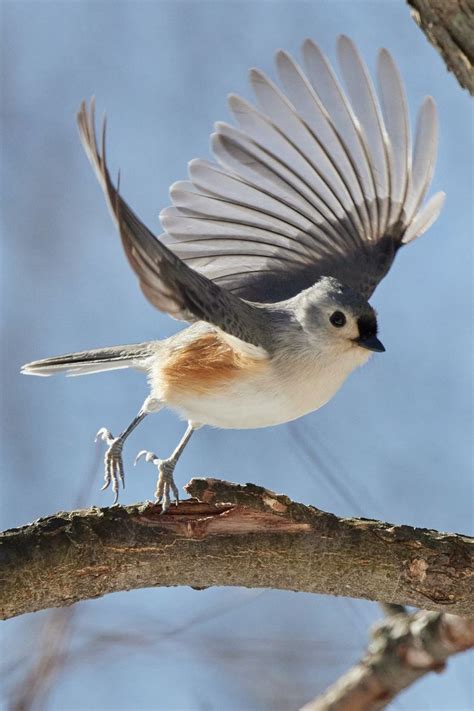 17 Beautiful Ohio Birds Artofit