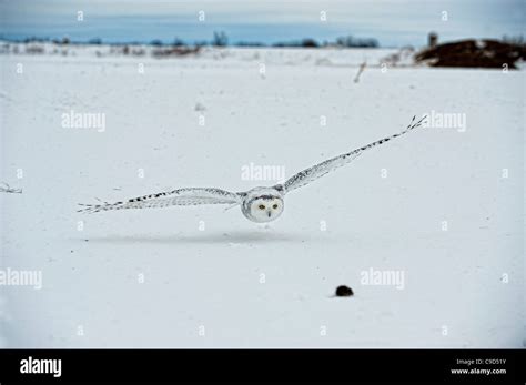 Canada Quebec Saint Barthelemy Ghost Of The North Snowy Owl Nyctea