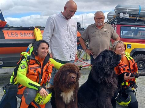 Tr Guier Des Chiens Courageux Dress S Pour Sauver M Me En Haute Mer