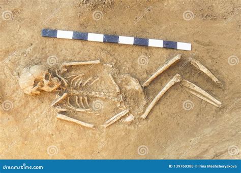 Archaeological Excavations Man And Finds Bones Of A Skeleton In A Human