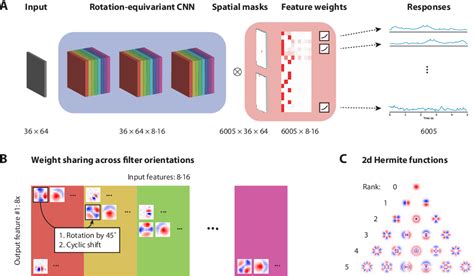 A Rotation Equivariant Convolutional Neural Network Model Of Primary