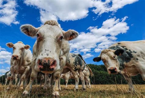 Hay Que Consumir Menos Carne Para Combatir El Cambio Clim Tico Advierte