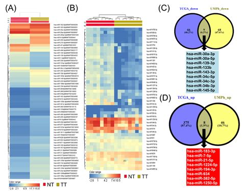 MiRNA Profiling In NSCLC Male Patients A Heatmap For The TGCA