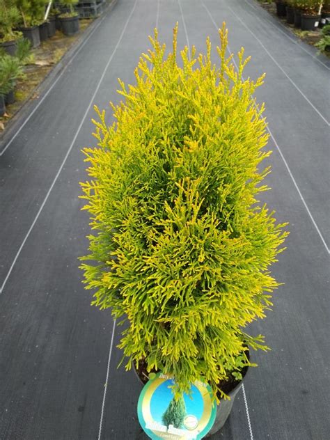 Golden Smaragd Pbr Tuja Ywotnik Zachodni Thuja Occidentalis Janed