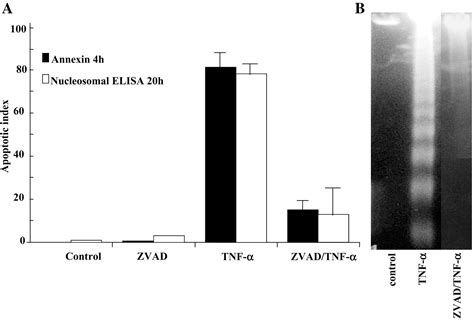 Differential Effect Of Mlc Kinase In Tnf α Induced Endothelial Cell