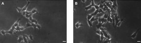 Morphology Of L929 Cells A Control And B At 300 M Gml Of Mwcnts