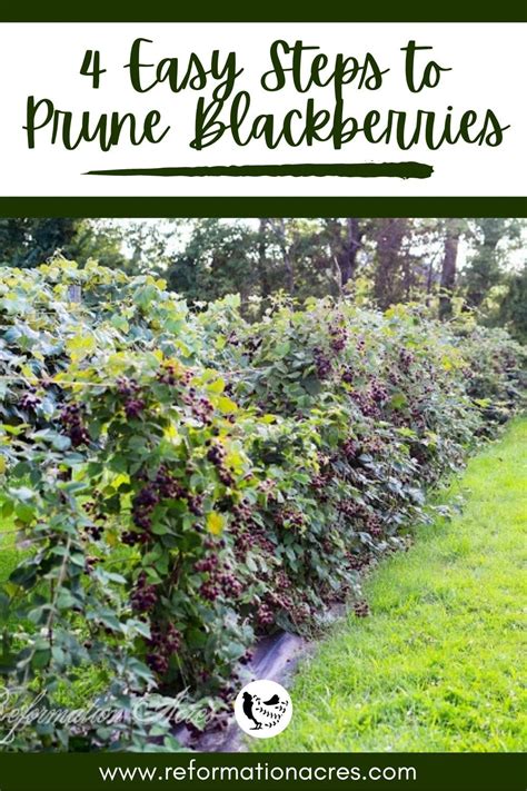 How To Prune Raspberries Artofit