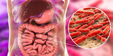 Virus Y Bacterias Estructura Diferencias Y Características