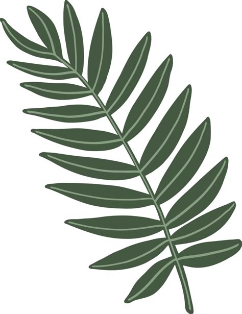 Simplicity Eucalyptus Leaf Freehand Drawing Png