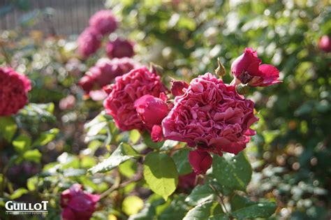 Comment Sentir Un Rosier Parfumé Roses Guillot