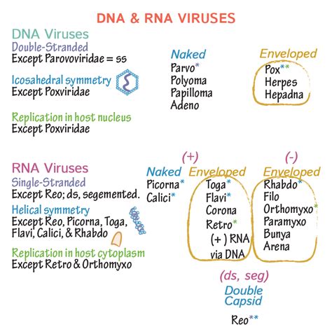 Immunology/Microbiology Glossary: Viruses - DNA & RNA | Draw It to Know It