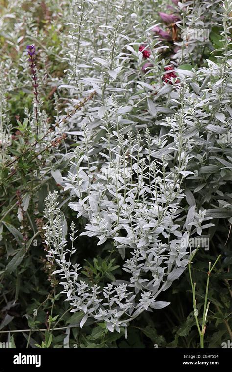 Artemisia Ludoviciana Silver Wormwood Tall And Arching Stems Of