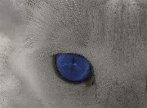 White Cat Blue Eyes Cat White Hd Wallpaper Pxfuel