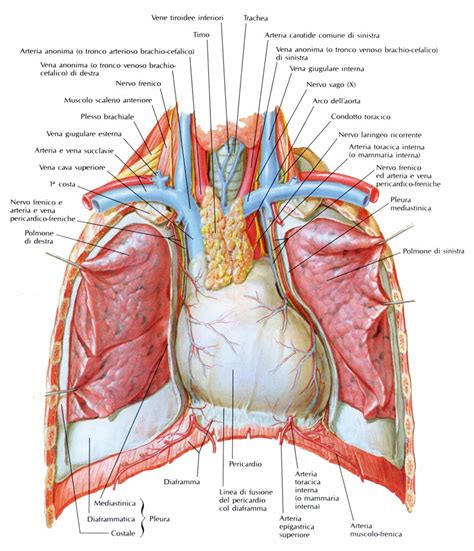 Timo Anatomia