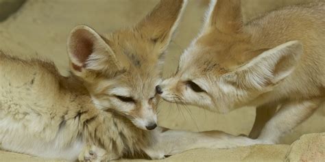 Fennec fox | Smithsonian's National Zoo and Conservation Biology Institute