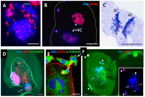 Ijms Free Full Text The Role Of Mitotic Slippage In Creating A