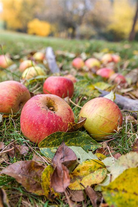 Äpfel auf Streuobstwiese in Engenhahn im Bild kaufen 71434896