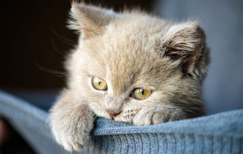 Libro A Merced De Suspicaz Consejos Gato Nuevo En Casa Descripción Quiero Peor