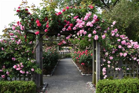 Create A Blooming Oasis Gorgeous Rose Garden Ideas For Your