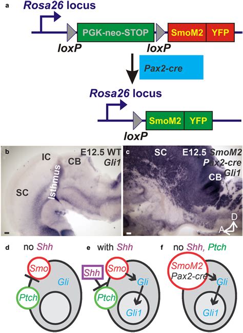 Dorsal Upregulation Of Gli In Smom Mutants Schematic Showing That