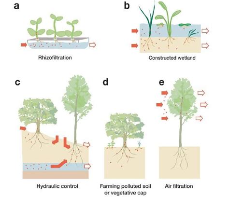 Phytoremediation Is A Bioremediation Process That Uses Various Types Of